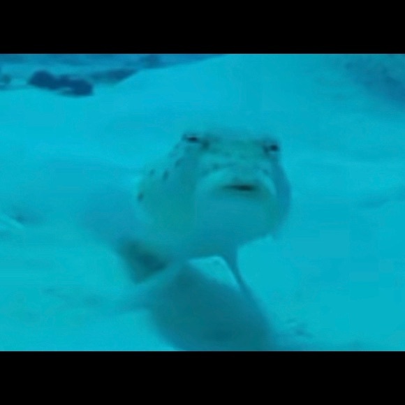 Meet your Posher, Myra - Picture 1 of 1